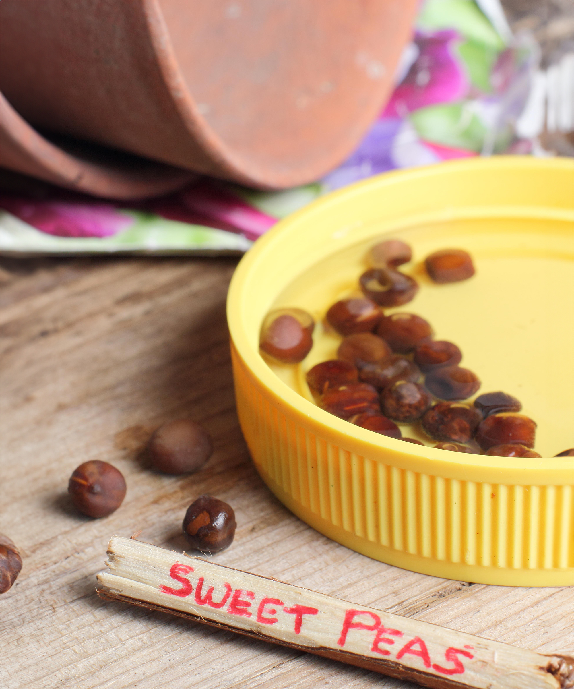 Soaking sweet pea seeds before planting