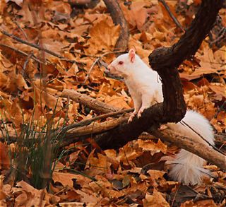Albino squirrels are quite popular in some parts of the United States. Olney, Ill., is one of the towns that calls itself "Home of the White Squirrels," along with Marionville, Mo., and Brevard, N.C. The township of Kenton, Tenn., proudly boasts a population of 200 of the furry, pale rodents.