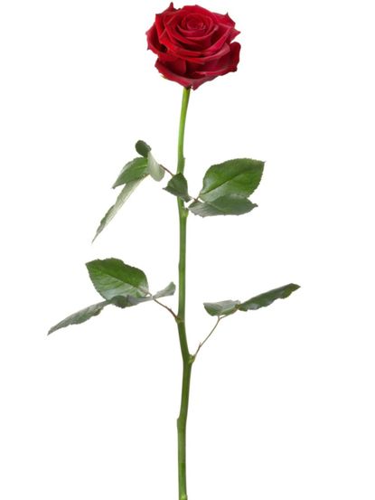 Long Stem Red Rose