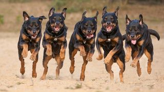 Five rottweilers running towards the camera, looking very happy