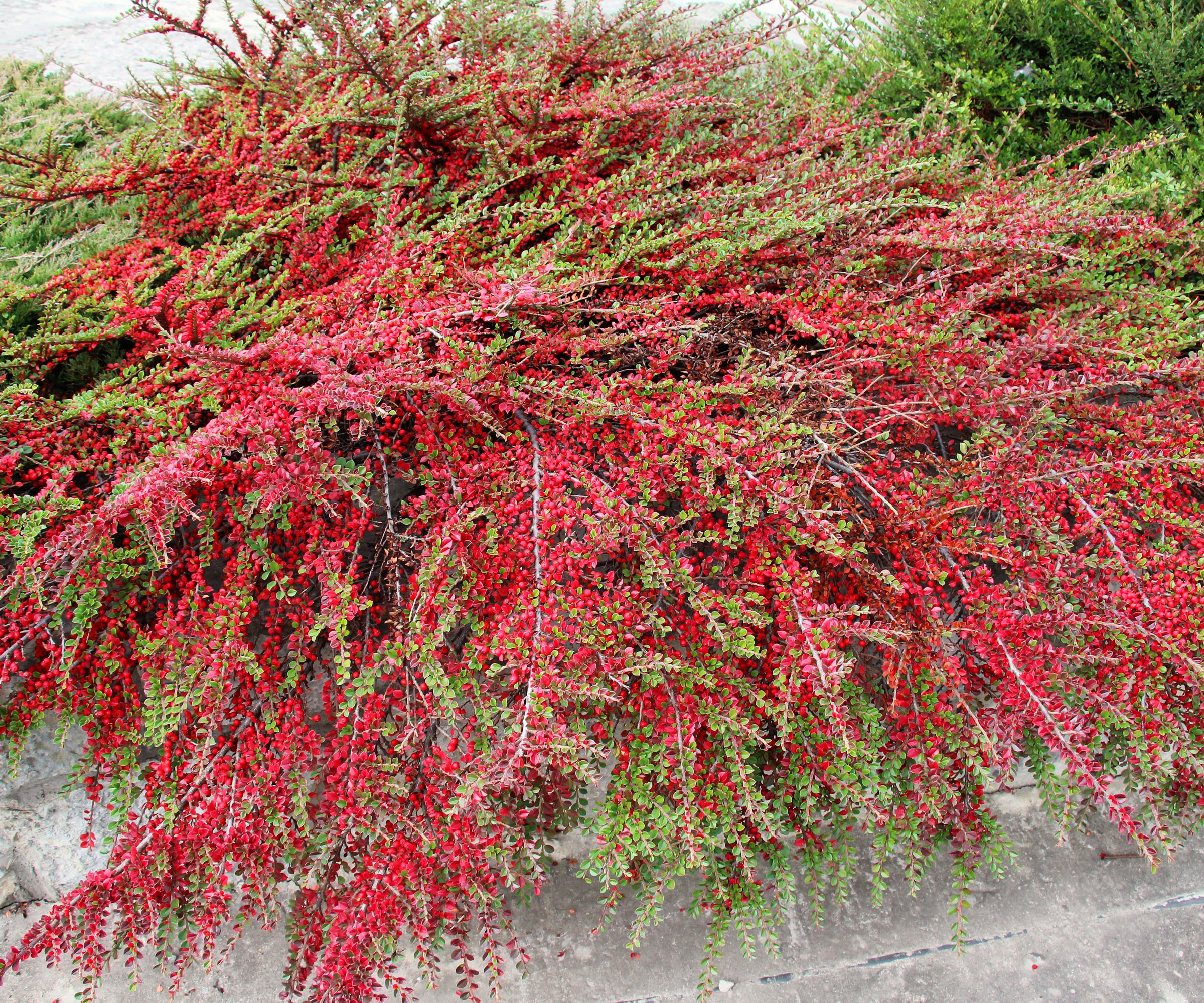 cotoneaster with red berries against wall