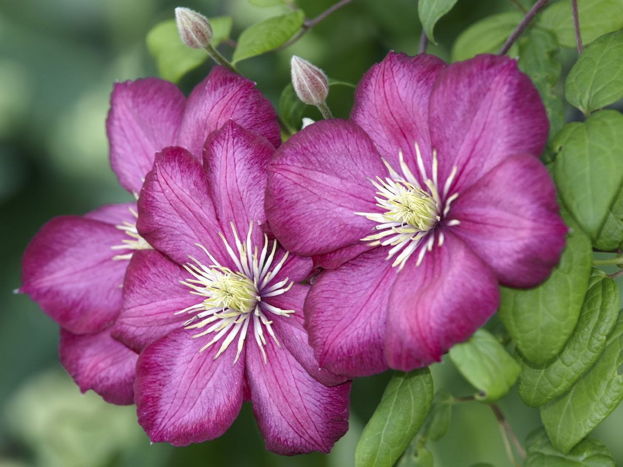 Pink Clematis Flowers