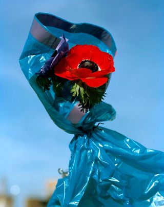 A poppy in a blue garbage bag by Federico Pestilli from the series Nature Mort