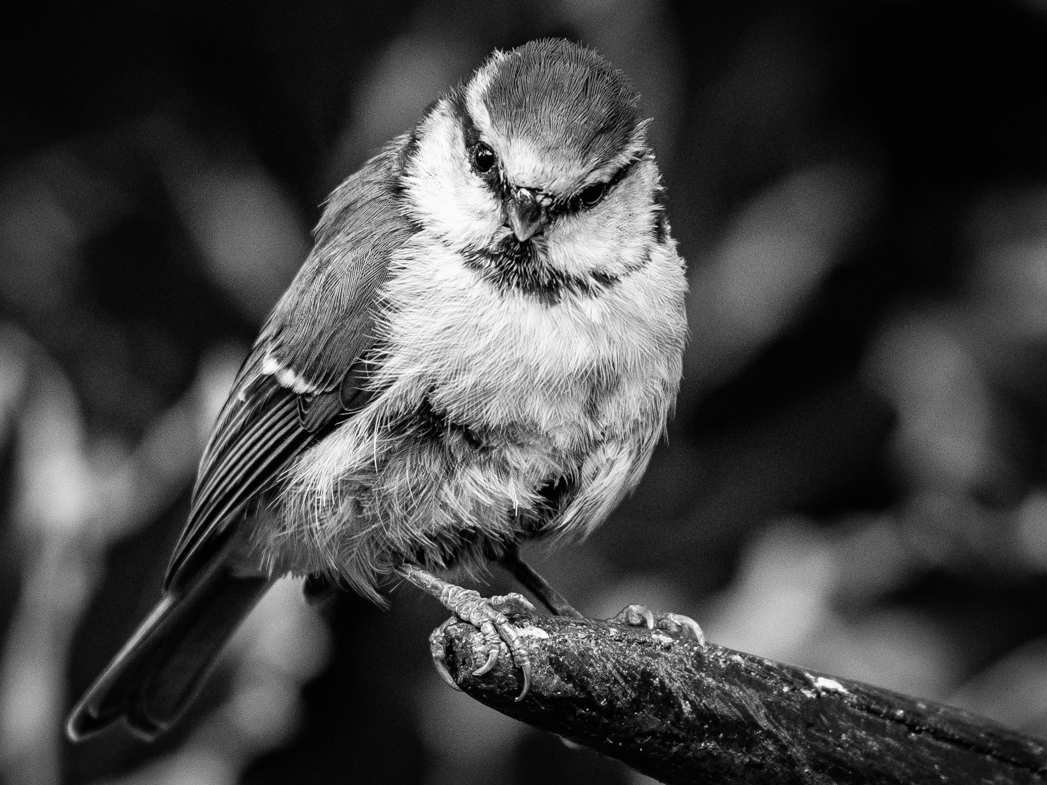 GuruShots - Monochrome Moments Jan 26