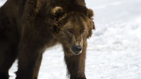 A grizzly bear walks in the snow in West Yellowstone, Montana.