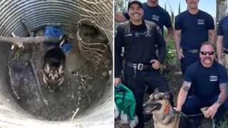german shepherd rescued in California