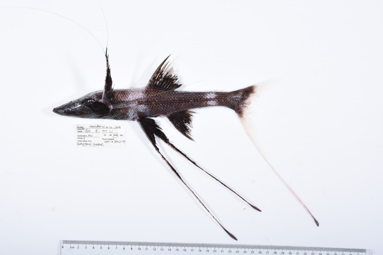 A tribute spiderfish (Bathypterois guentheri), which uses its long, stilt-like fins to prop it off the ocean floor.