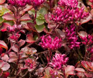 Sedum spurium 'Fuldaglut' with pink flowers