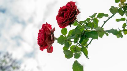 Climbing red roses against a winter sky