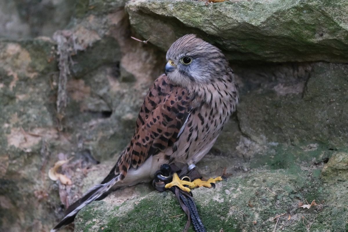 Bird of prey - kestrel nestled in a nook of an old wall
