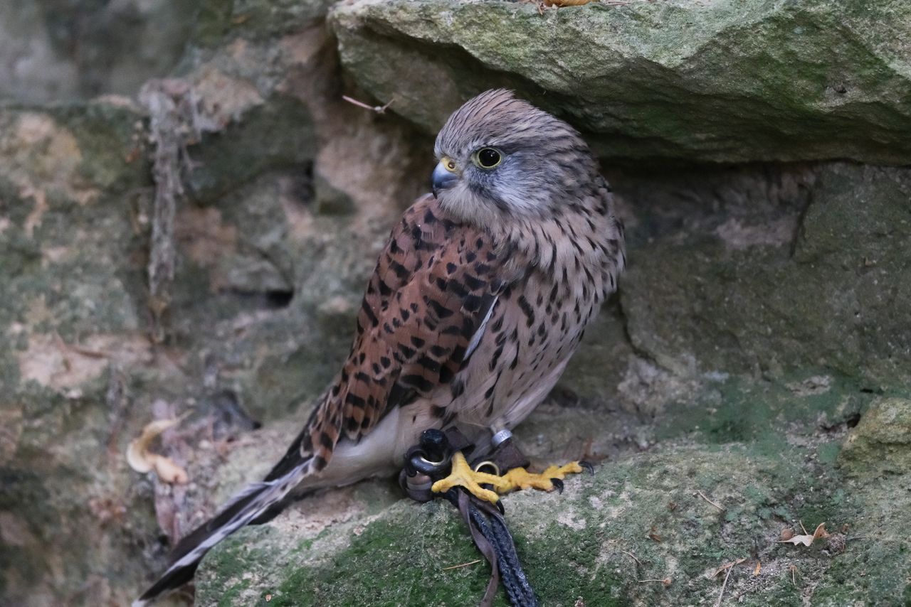 Bird of prey - kestrel nestled in a nook of an old wall