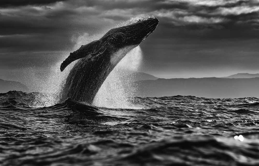 Photograph of a humpback whale emerging from the sea off the coast of South Africa, taken by wildlife photographer Chris Fallows
