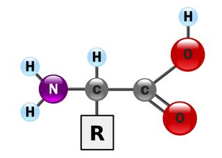 Amino Acid ‘Backbone’