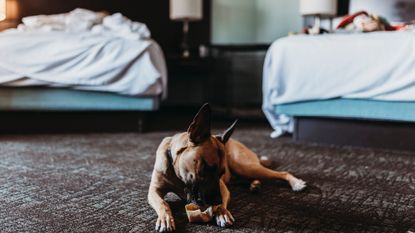 Dog with bone in twin-bed hotel room