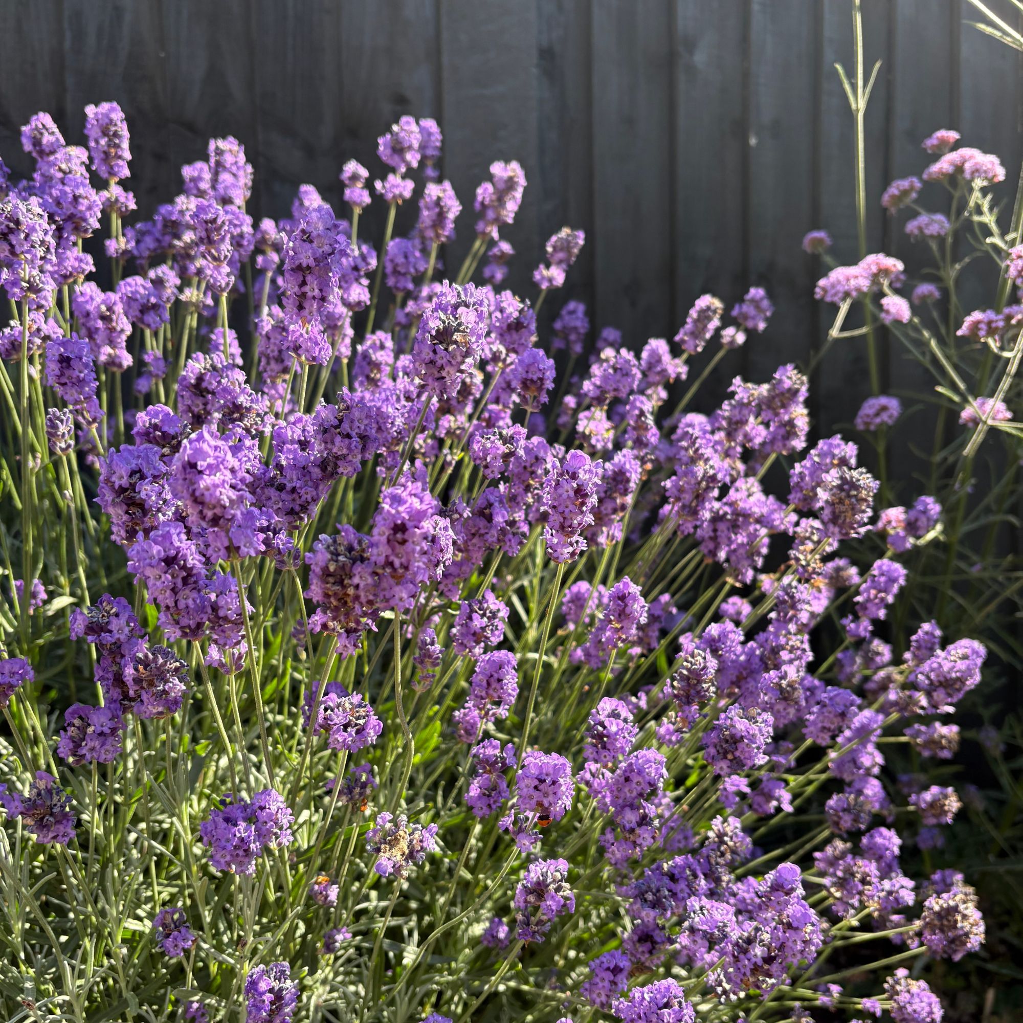 Lavender plant growing next to a black fence in a garden