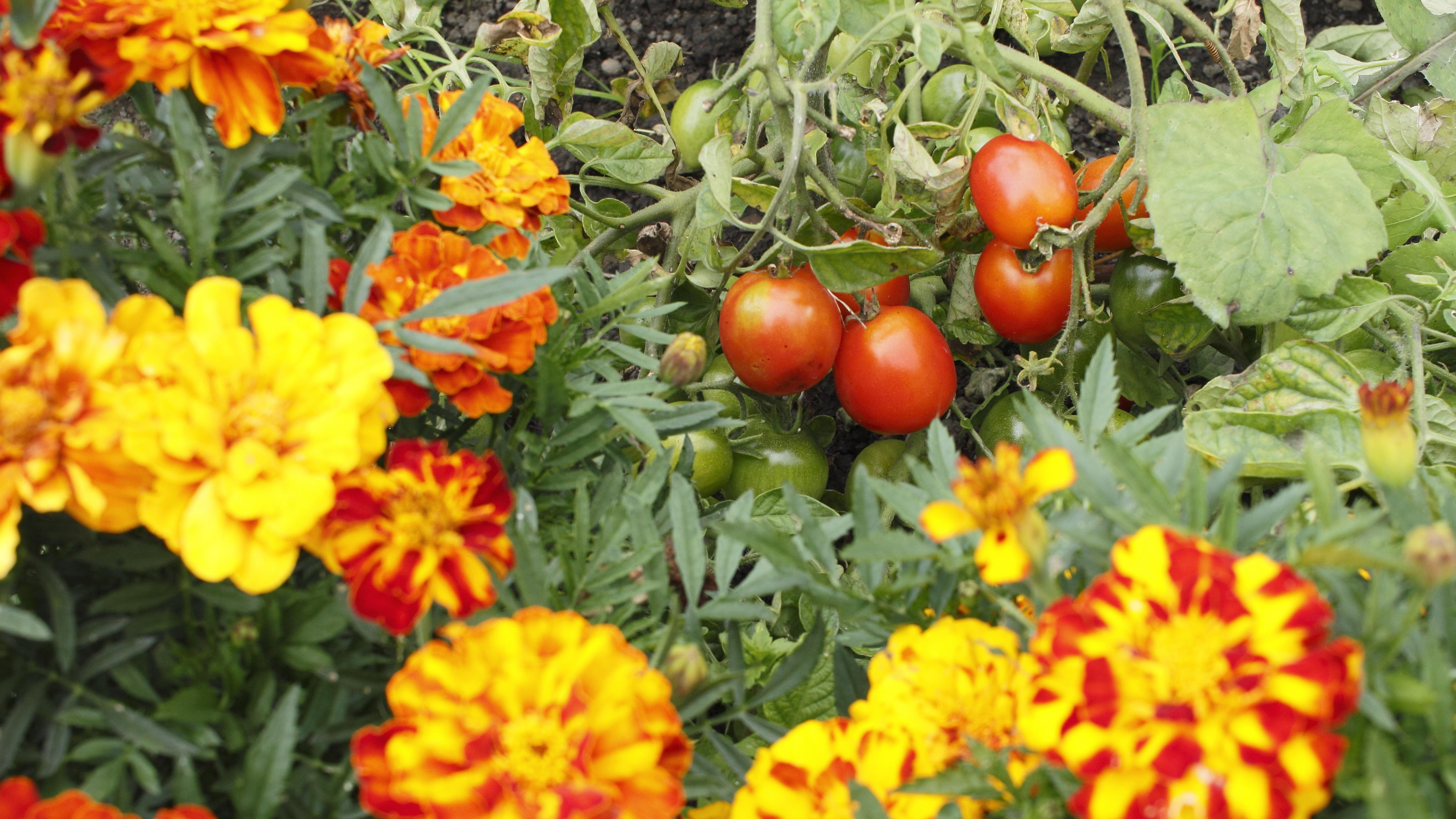 Image of Companion planting marigolds and tomatoes 1