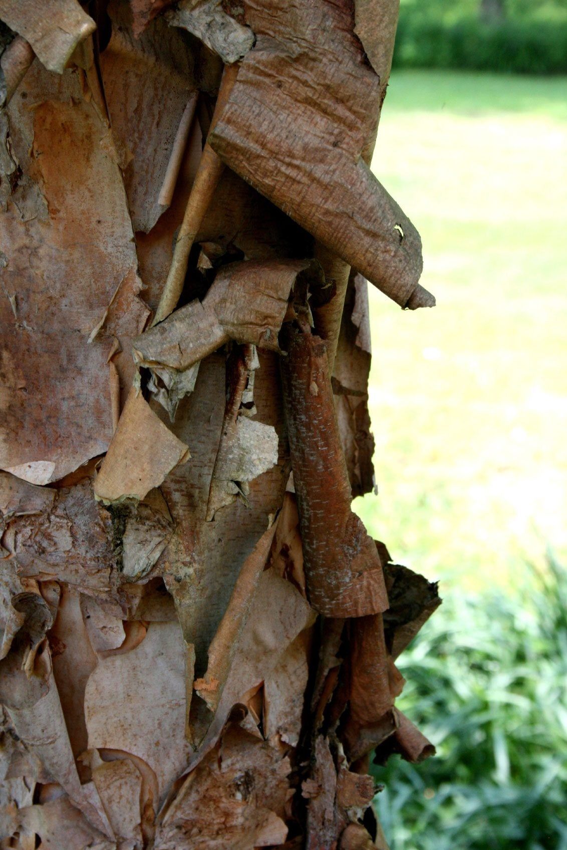 Flakey Dogwood Bark Peeling Off Of Tree