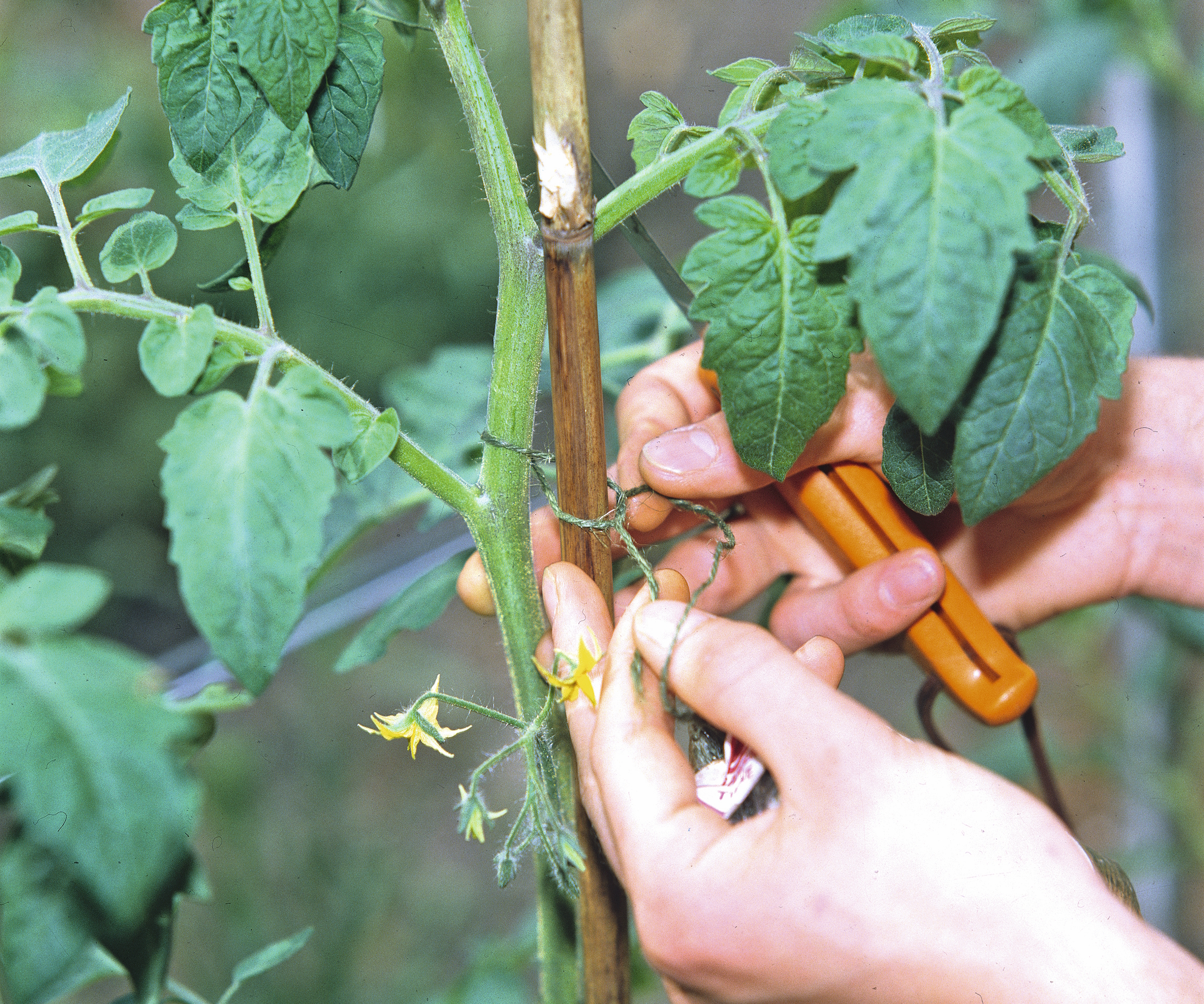 A gardener is tying tomatoes onto a cane with pruning shears for trimming the plants