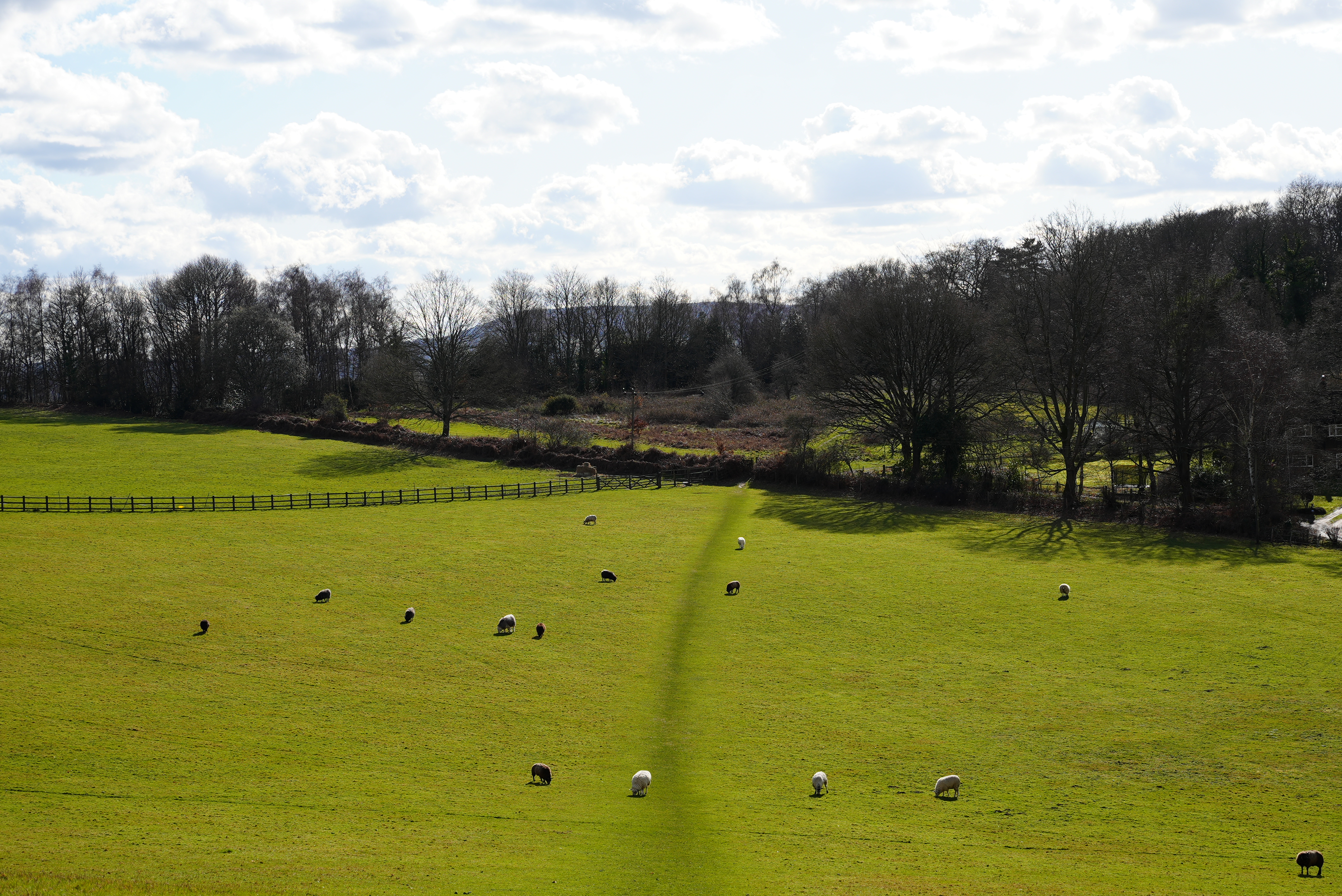 A green field in the sunshine