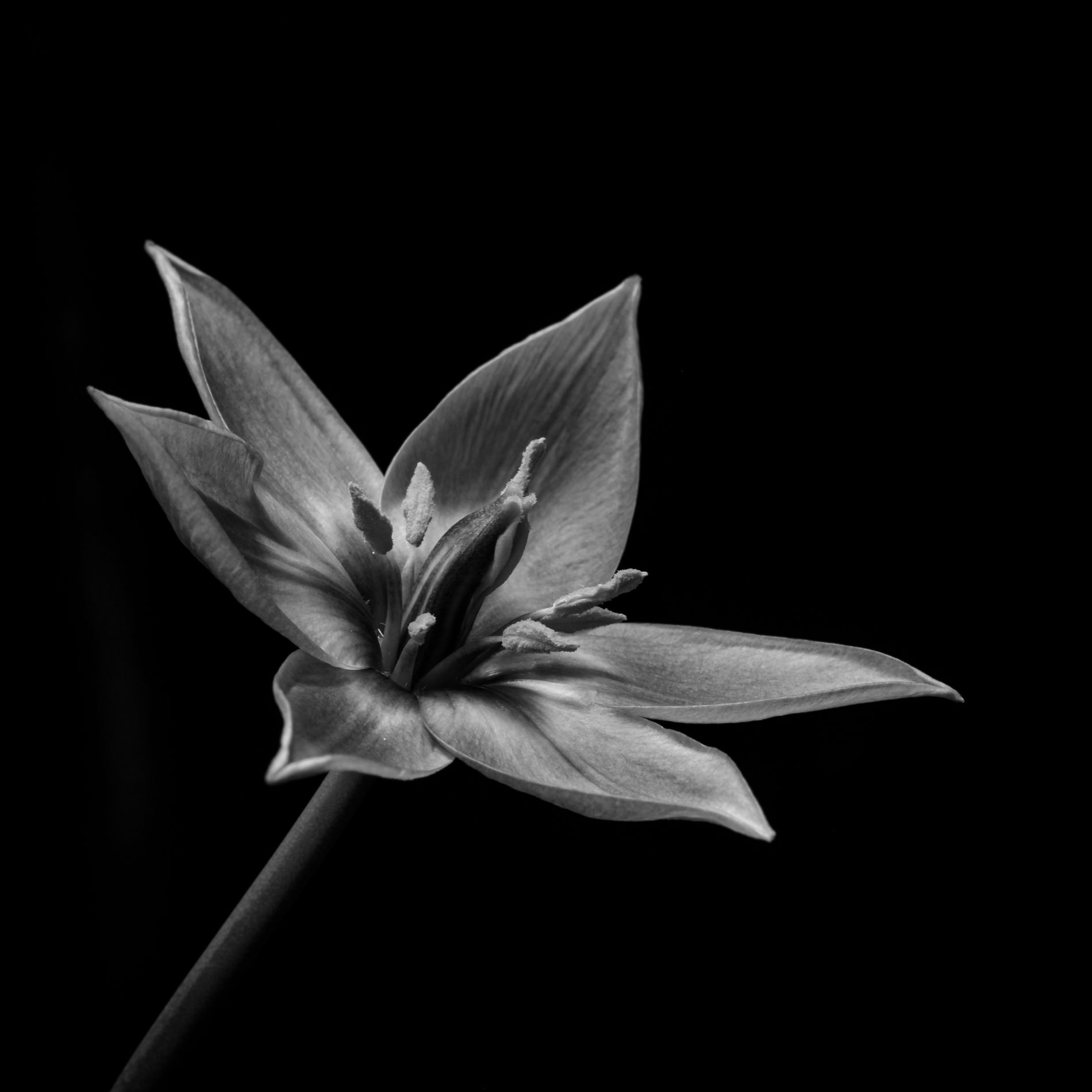 GuruShots - Mostly Black July 2025