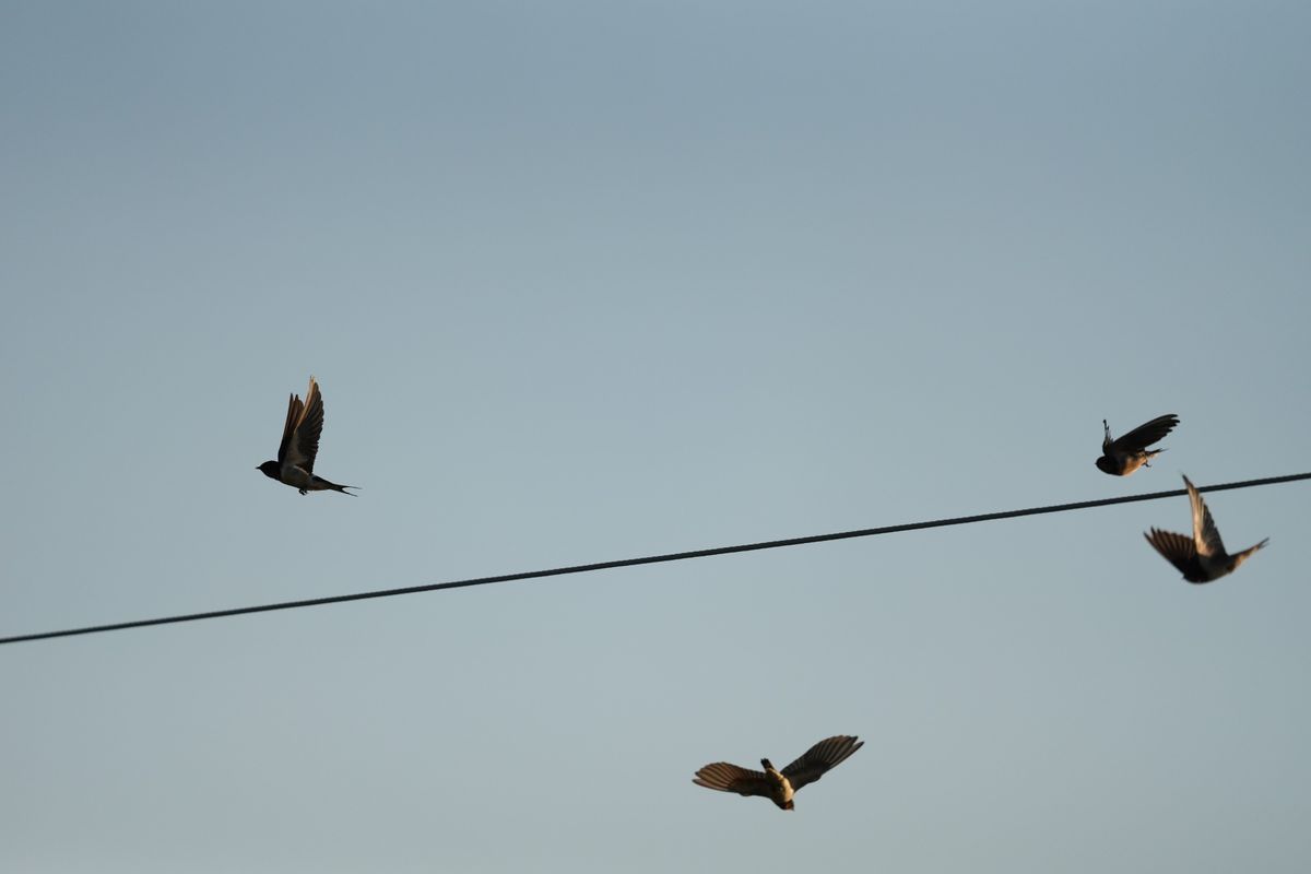 Image samples from the Sony 400mm f/4.5 GM OSS and the Sony A7 V