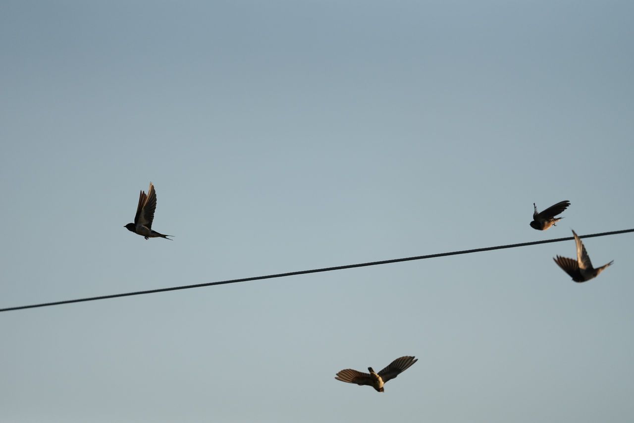 Image samples from the Sony 400mm f/4.5 GM OSS and the Sony A7 V