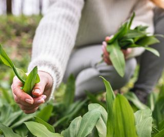 Harvesting wild ramps leaves by hand