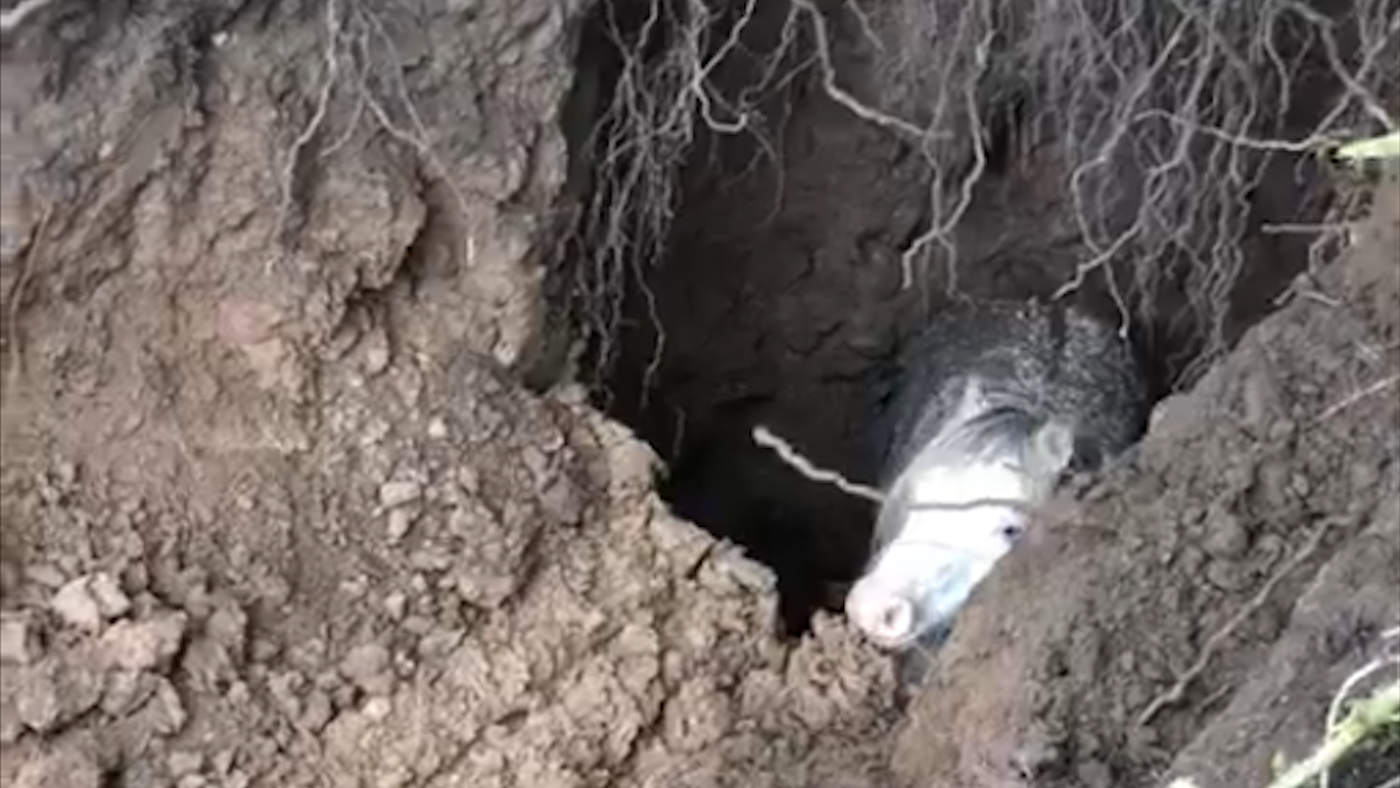 Flo.png