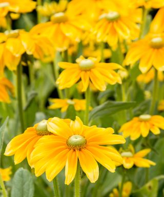 Rudbeckia ‘Prairie Sun’ black-eyed Susan