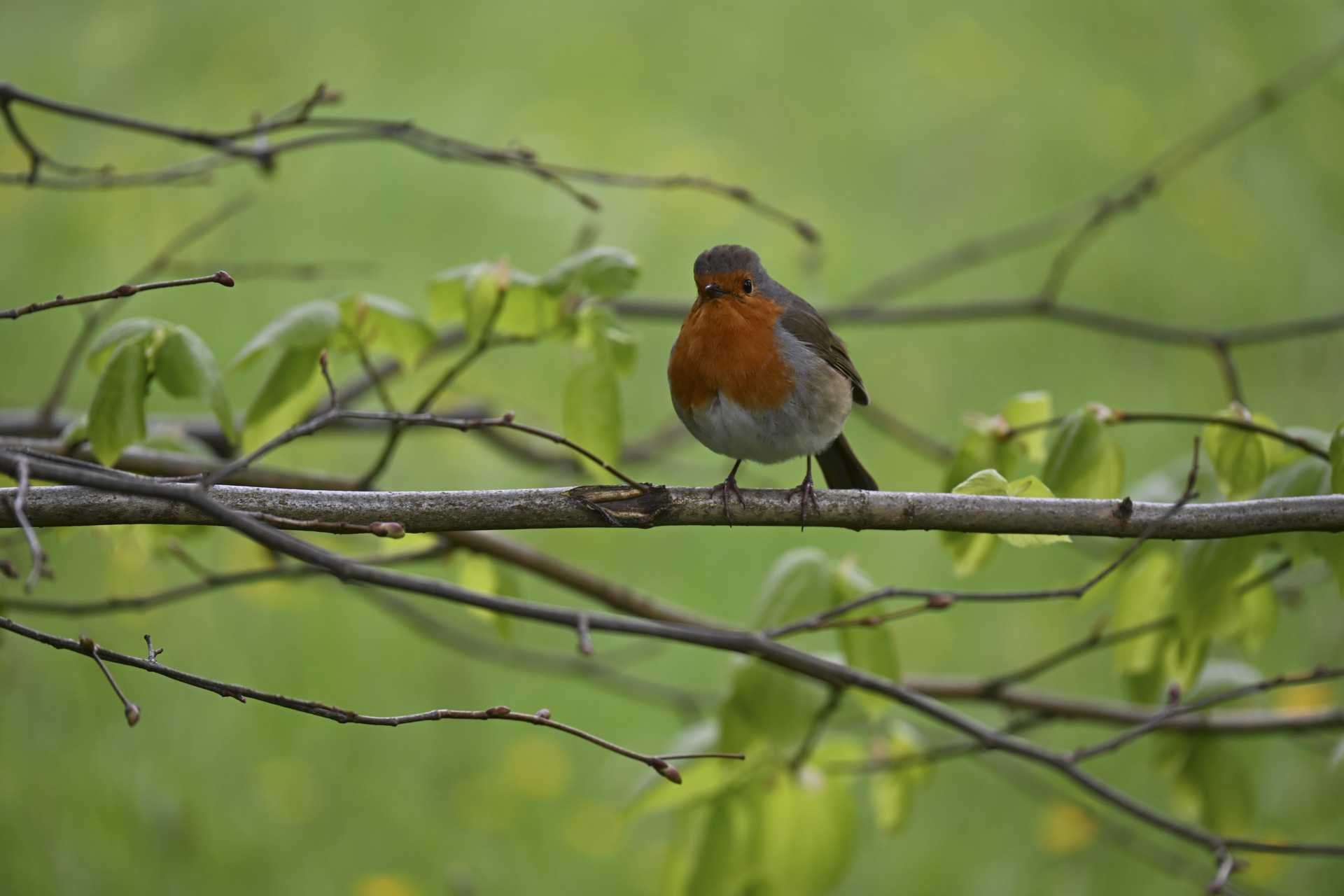 Robin on a branch taken with the Nikon Z 28-400mm f/4-8 VR lens's telephoto setting