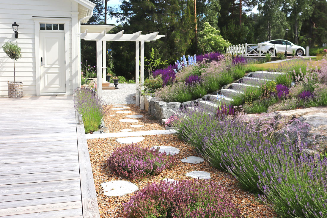 lavender and wild grass growing around a white house in norway