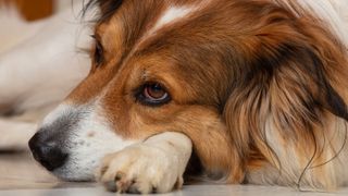 Sad dog lying on floor with red eye