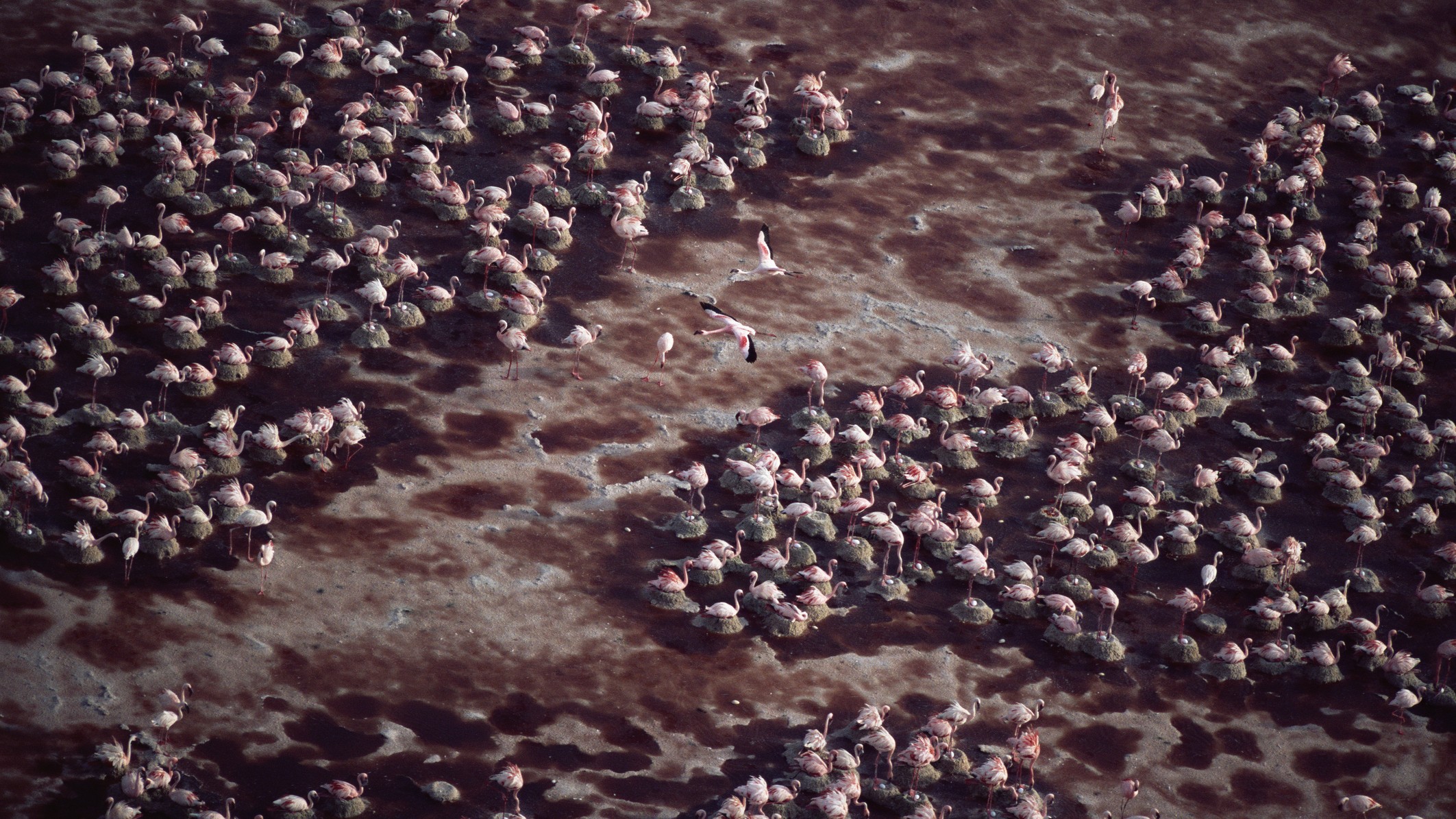Aerial view of lesser flamingos in Lake Natron.