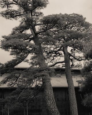 Black and white photo of Japanese structure with trees