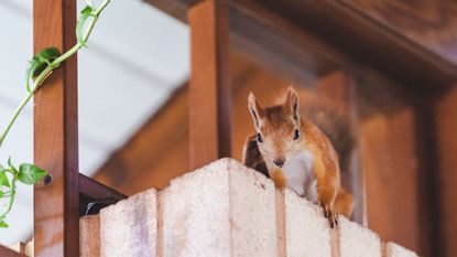 A red squirrel perched on a red brick wall