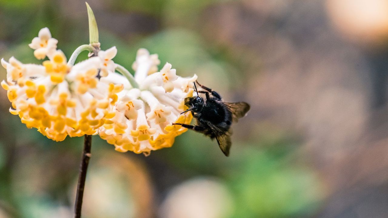 carpenter bee on a yellow flower