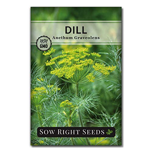 Sow Right Seeds - Bouquet Dill Seed for Planting Non-Gmo Heirloom Garden