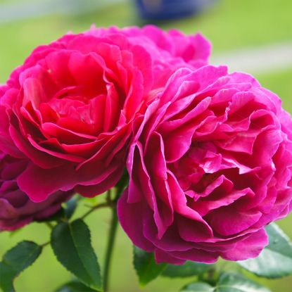 Three magenta red roses with green background