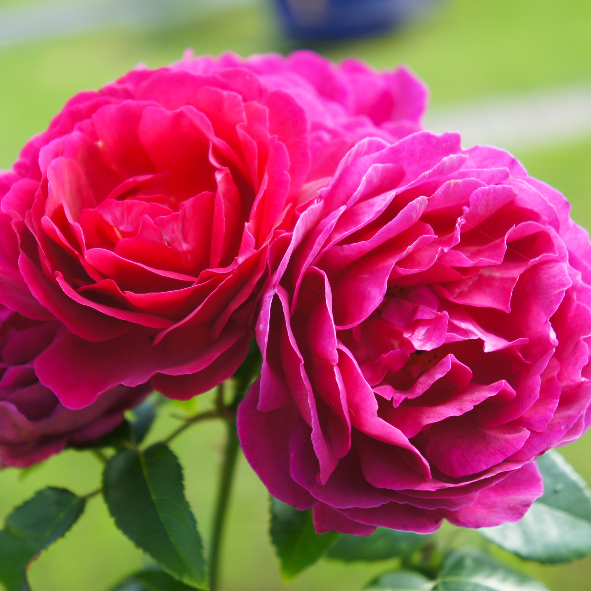 Three magenta red roses with green background