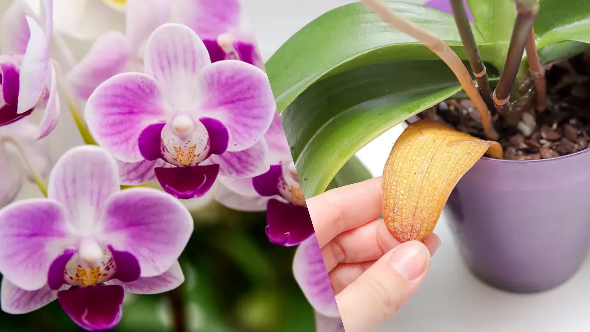 Orchids next to yellowing orchid leaves