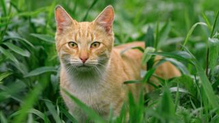 Orange tabby cat in the grass