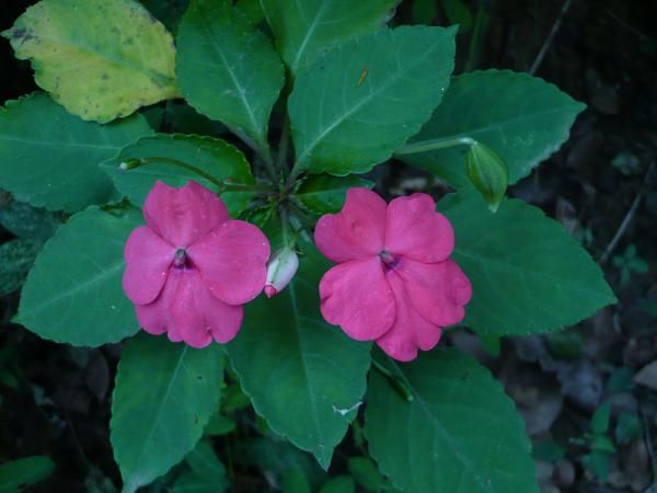 Impatiens blooming in the wild