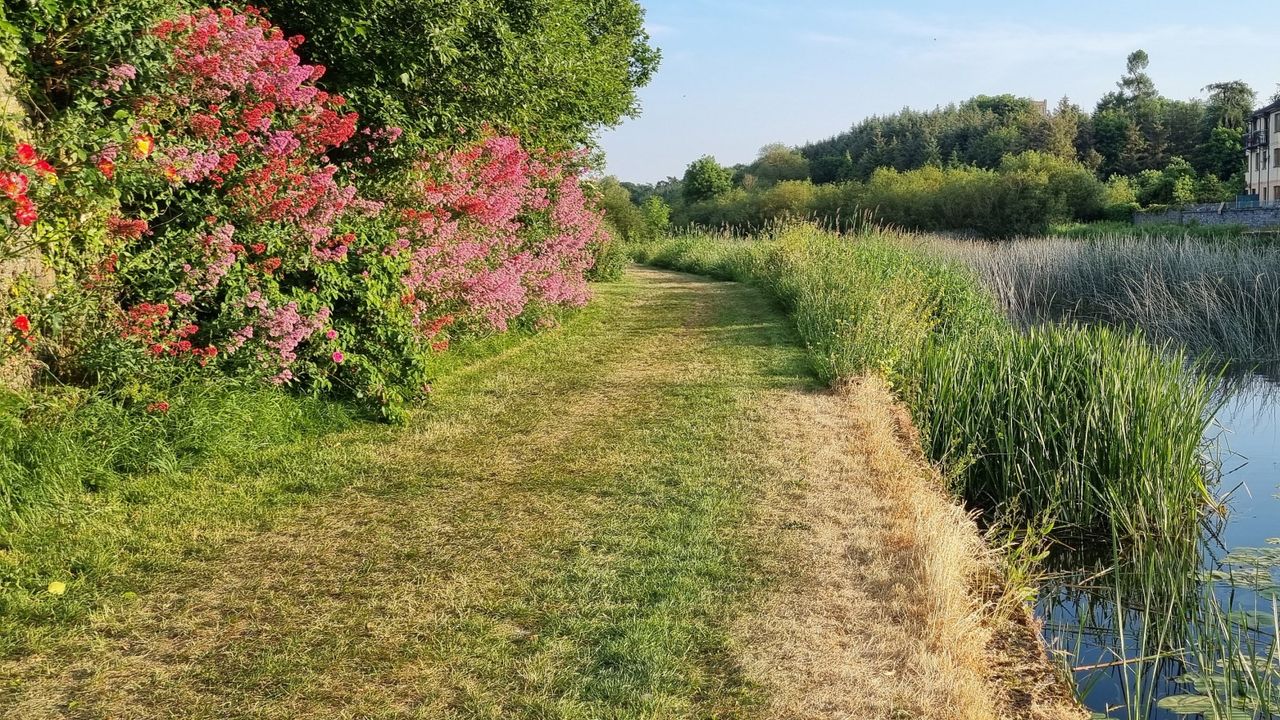 Riverbank with green shrubs and red valerian, centranthus, blooming in pink and red