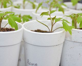 Styrofoam coffee cups used as seedling pots