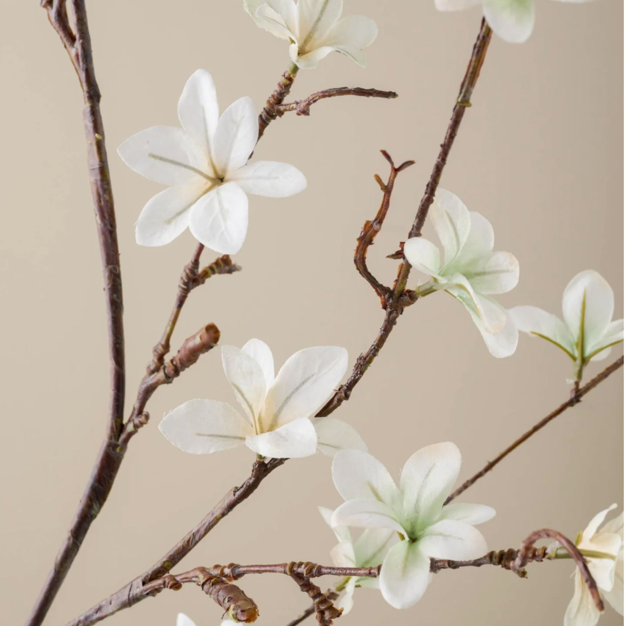 White magnolia spray