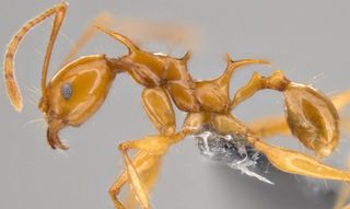 Large and distinctive spines give this new ant species a dragon-like appearance.