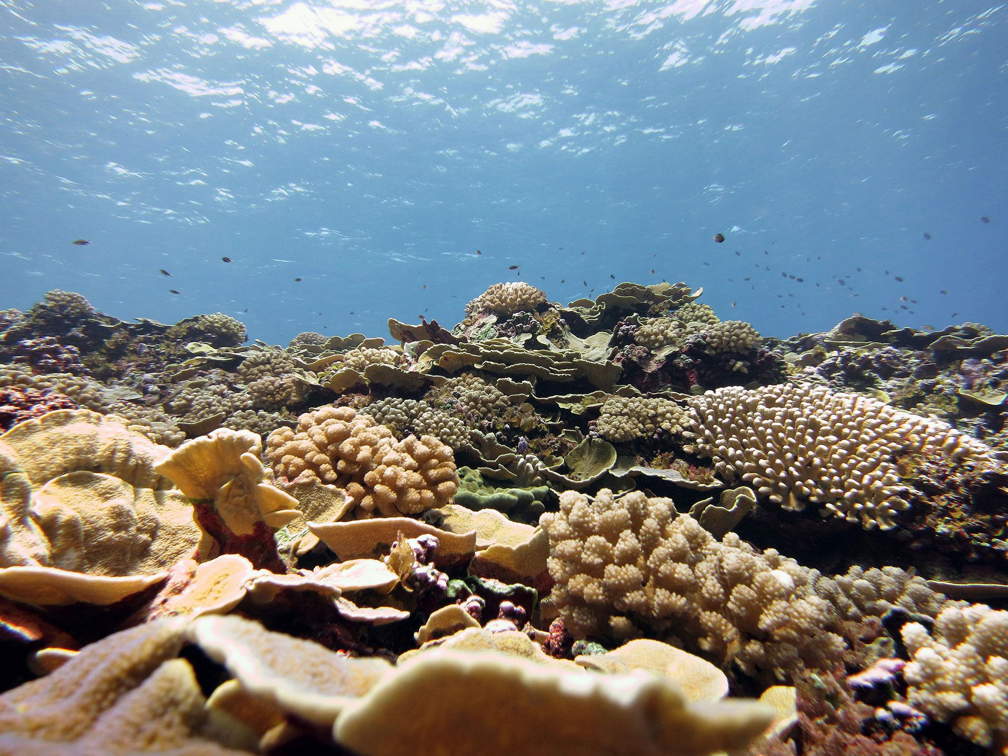 Coral Reef at Swains Island