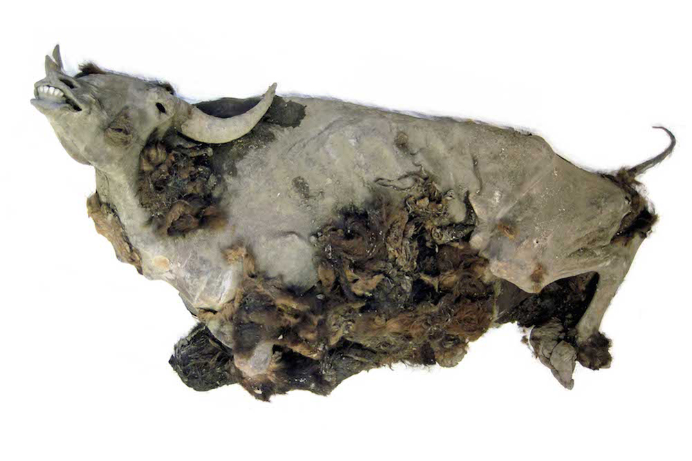 The almost perfectly preserved bison mummy was found on the shore of a lake in northern Siberia.