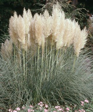 A pampas grass plant in a field with small pink flowers at the base