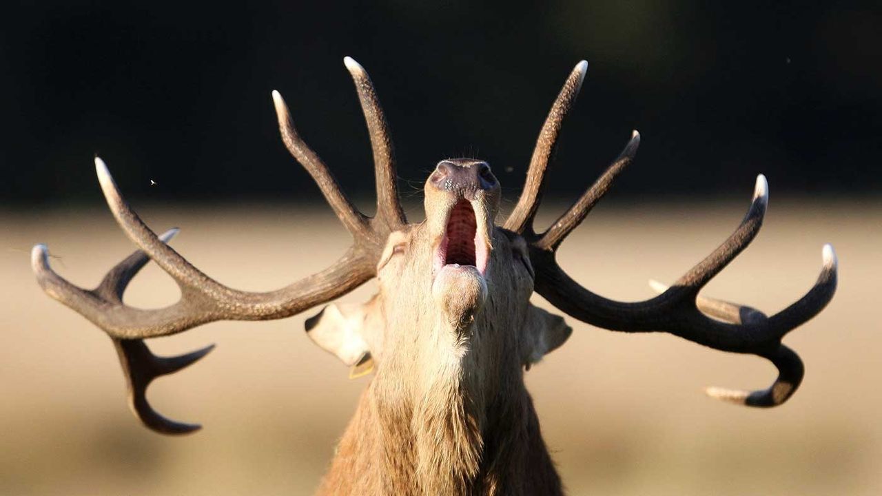 Elk do battle over Halloween pumpkins in Colorado